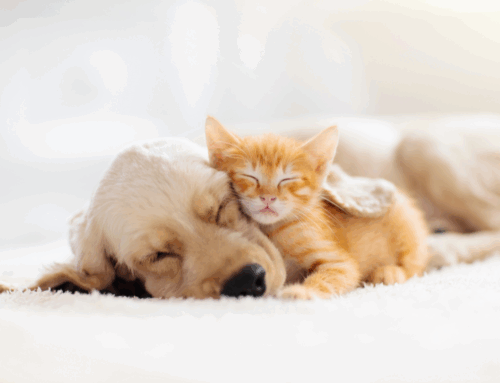 Mastering Puppy & Kitten Enquiries: Your First Steps to Success